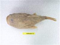 藏品(阿部單棘躄魚)的圖片